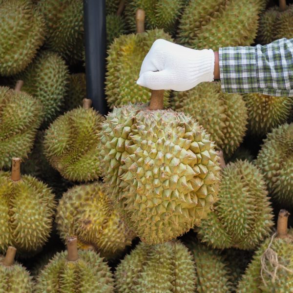 Garden man hold Durian fruit.